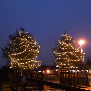 Full Circuit Electrical - String lights for two trees